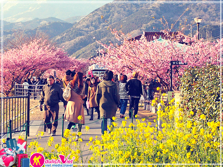 Du lịch Nhật Bản ngắm hoa Anh Đào dịp Tết âm lịch 2018 từ Tp.HCM